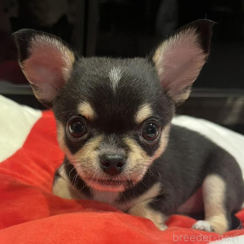 販売中の福岡県のチワワ(スムースコート)-422752の4枚目