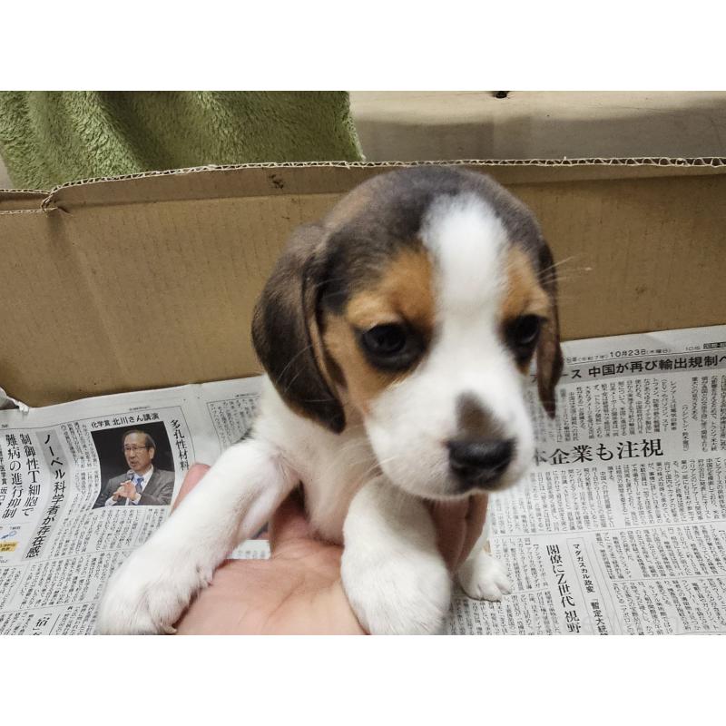 販売中の愛知県のビーグル-422754の2枚目