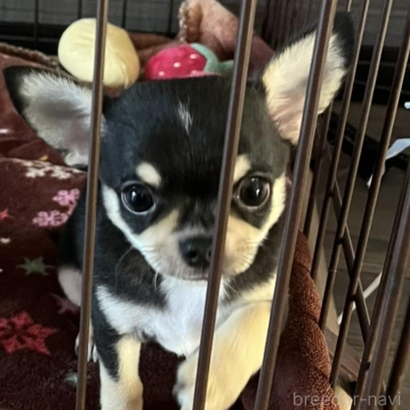 販売中の福岡県のチワワ(スムースコート)-422752の2枚目