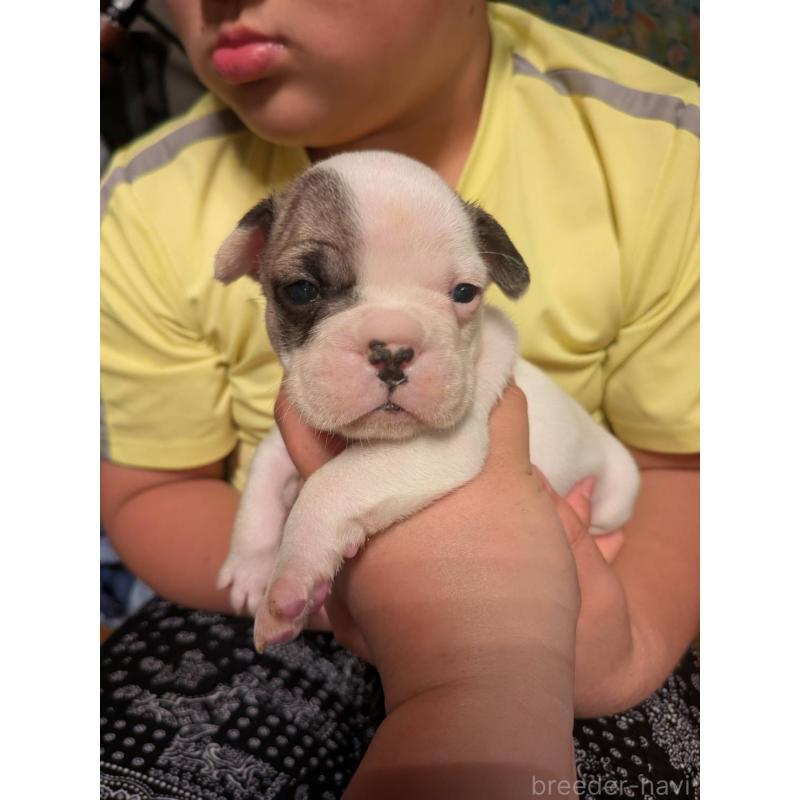 販売中の京都府のフレンチブルドッグ-422753の8枚目