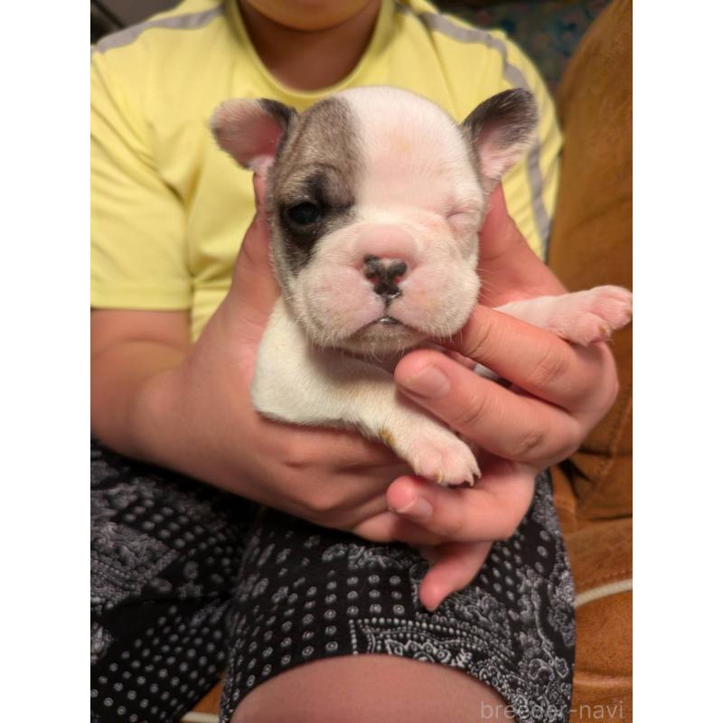 販売中の京都府のフレンチブルドッグ-422753の7枚目