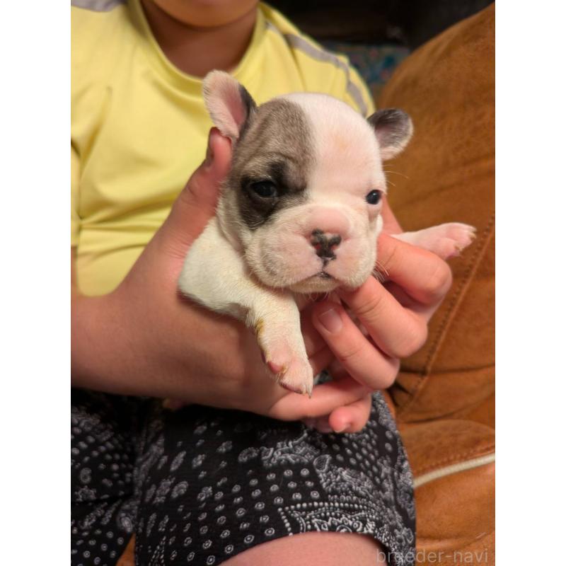 販売中の京都府のフレンチブルドッグ-422753の6枚目