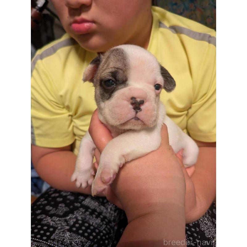 販売中の京都府のフレンチブルドッグ-422753の5枚目