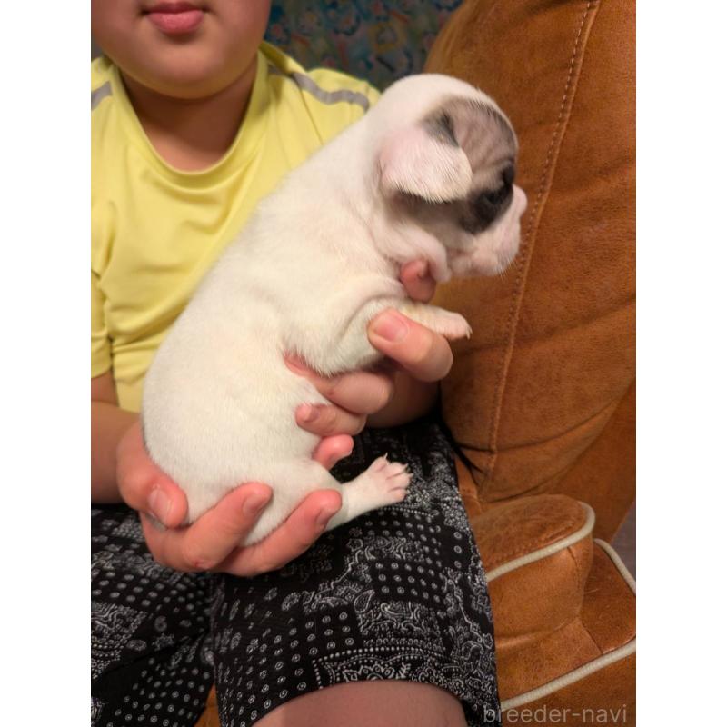 販売中の京都府のフレンチブルドッグ-422753の3枚目