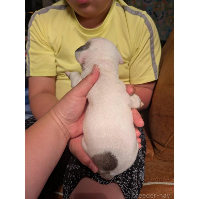 販売中の京都府のフレンチブルドッグ-422753の2枚目