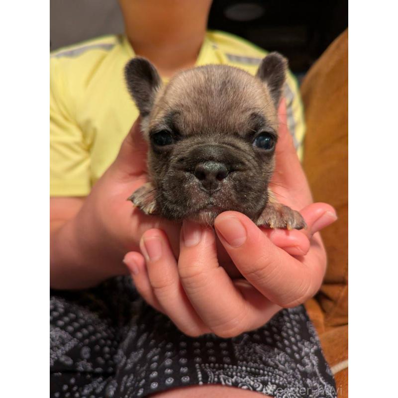 販売中の京都府のフレンチブルドッグ-422755の6枚目
