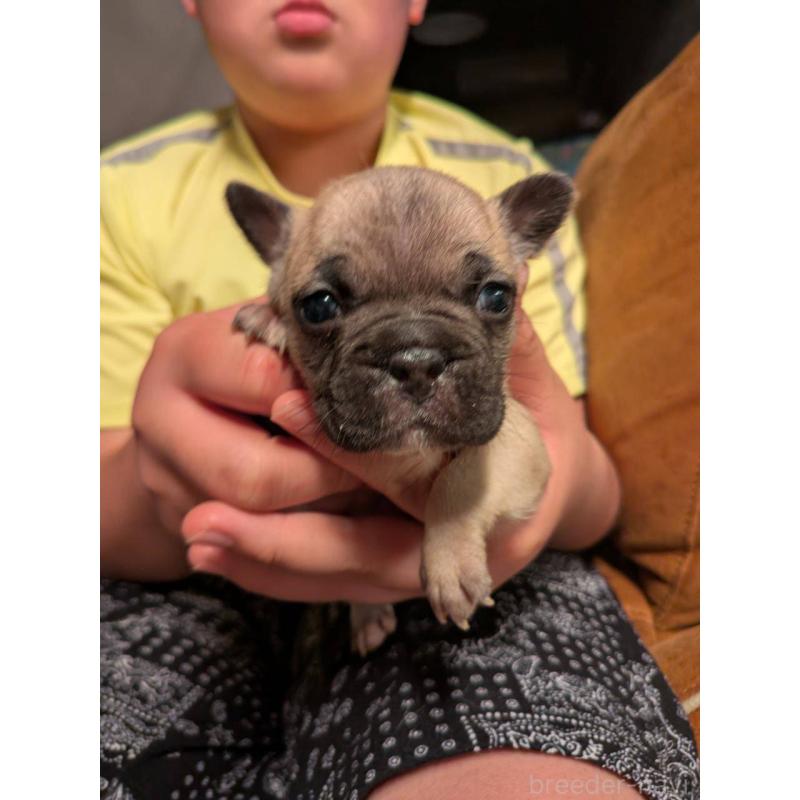販売中の京都府のフレンチブルドッグ-422755の5枚目