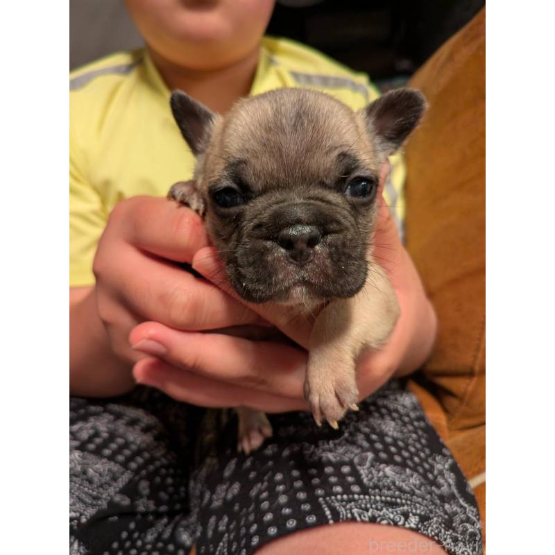 販売中の京都府のフレンチブルドッグ-422755の4枚目