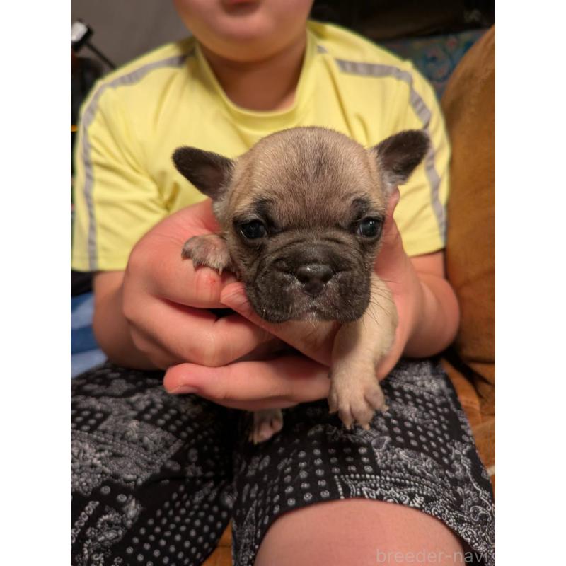 販売中の京都府のフレンチブルドッグ-422755の3枚目