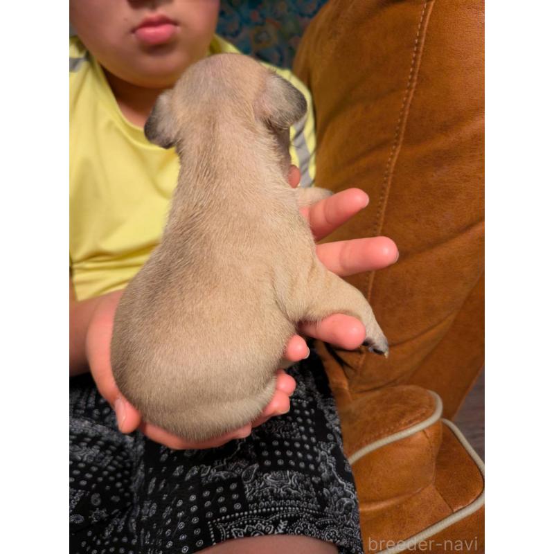 販売中の京都府のフレンチブルドッグ-422755の2枚目