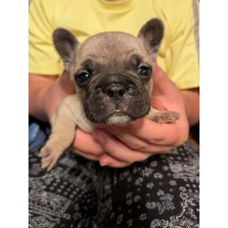 販売中の京都府のフレンチブルドッグ-422756の6枚目