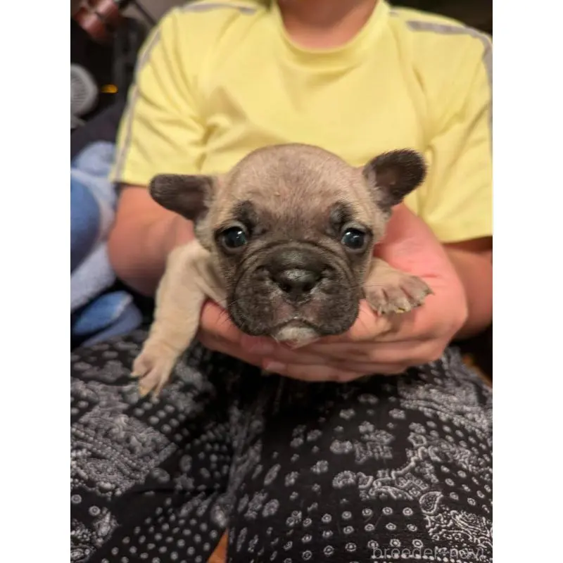 販売中の京都府のフレンチブルドッグ-422756の5枚目