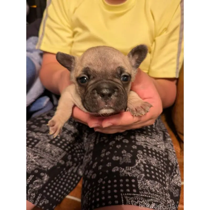 販売中の京都府のフレンチブルドッグ-422756の4枚目