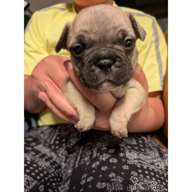 販売中の京都府のフレンチブルドッグ-422756の3枚目