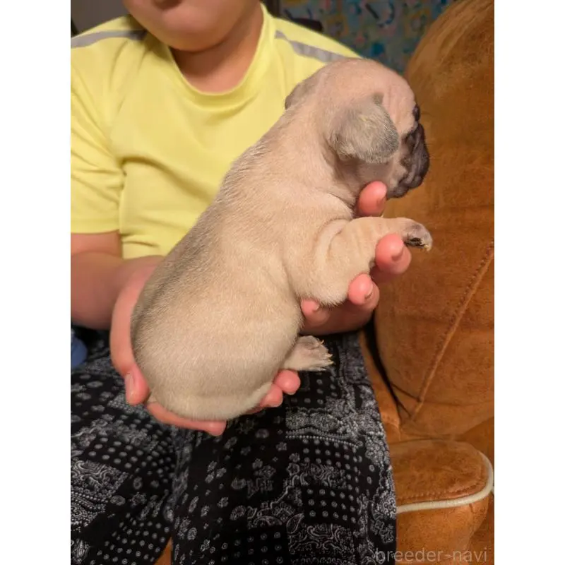 販売中の京都府のフレンチブルドッグ-422756の2枚目