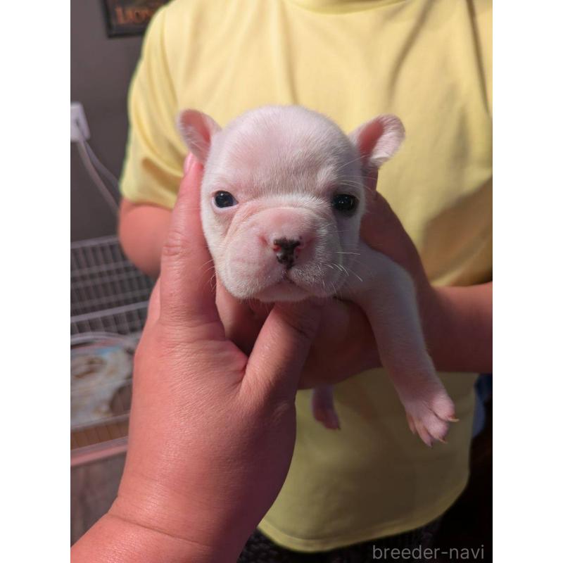 販売中の京都府のフレンチブルドッグ-422757の7枚目