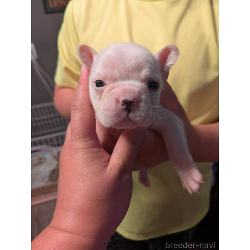 販売中の京都府のフレンチブルドッグ-422757の6枚目