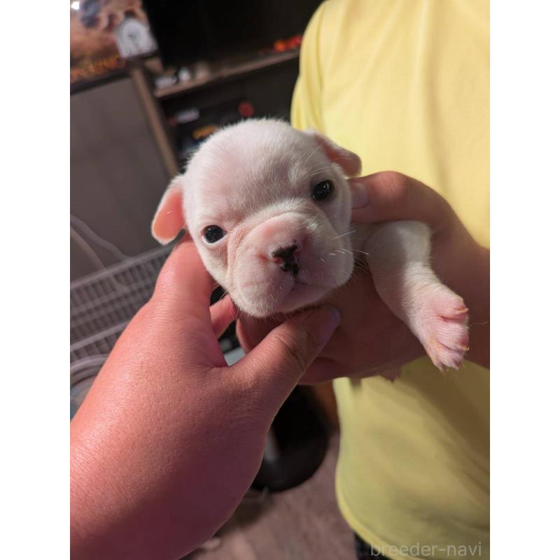 販売中の京都府のフレンチブルドッグ-422757の5枚目