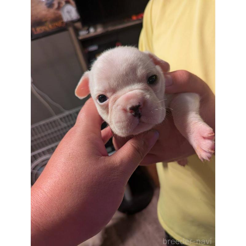 販売中の京都府のフレンチブルドッグ-422757の4枚目