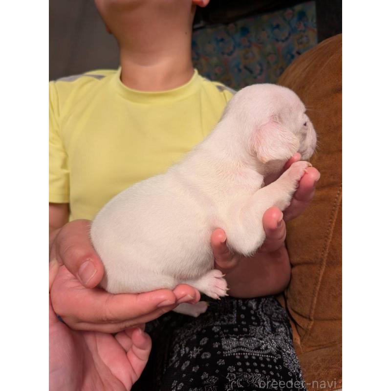 販売中の京都府のフレンチブルドッグ-422757の3枚目