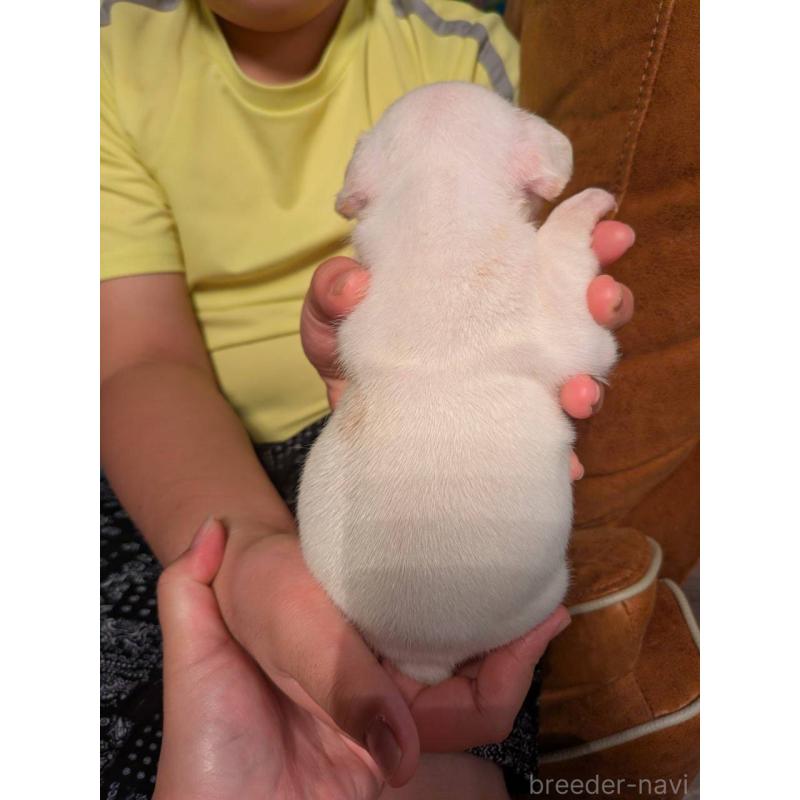 販売中の京都府のフレンチブルドッグ-422757の2枚目