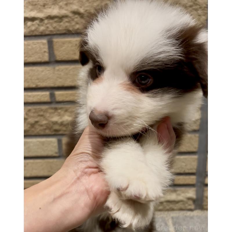 成約済の奈良県のボーダーコリー-421371の2枚目