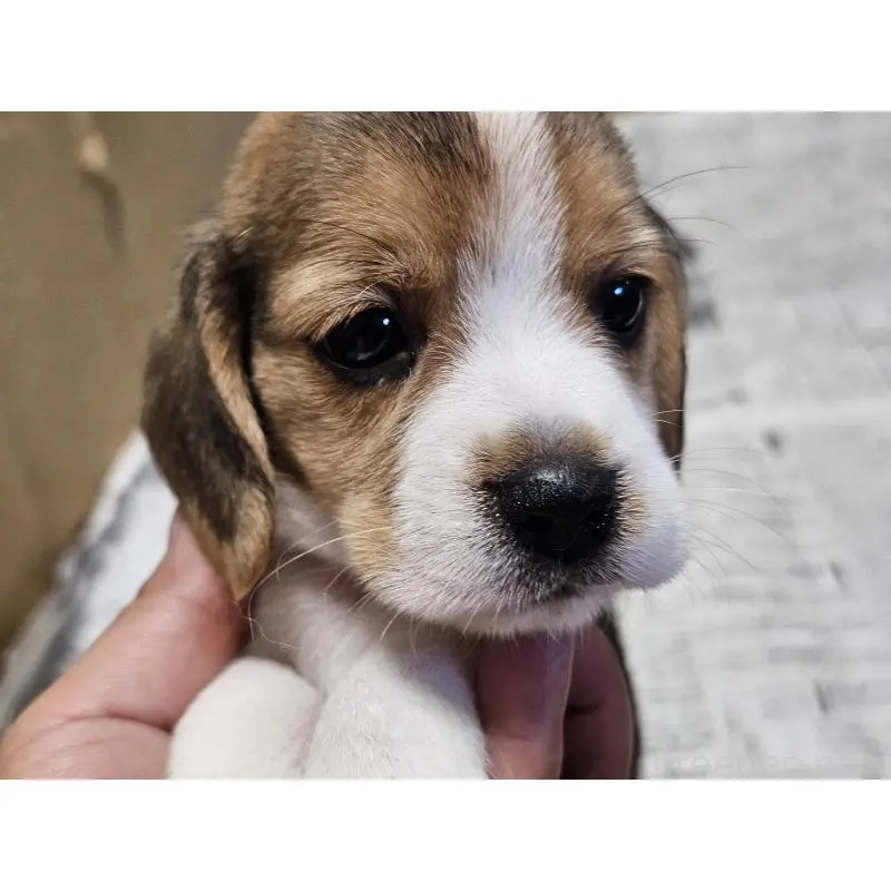 販売中の愛知県のビーグル-422759の6枚目