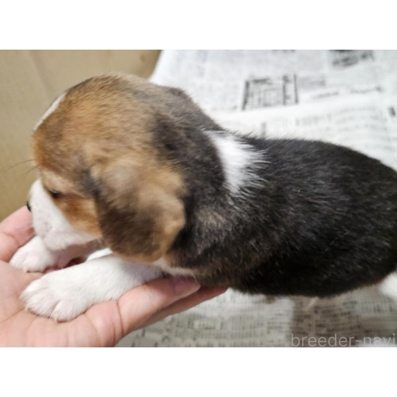 販売中の愛知県のビーグル-422759の2枚目