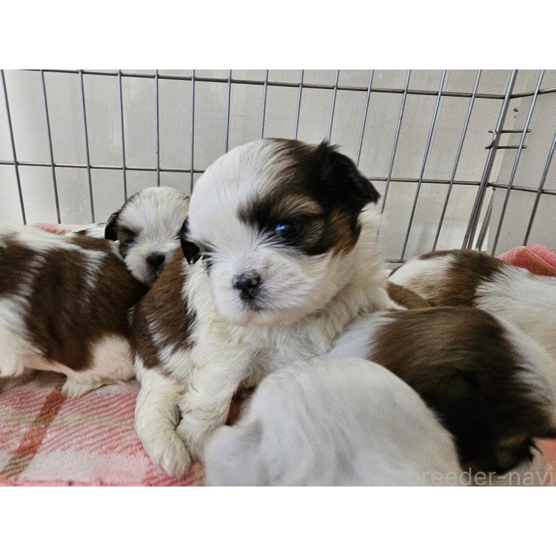販売中の愛知県のシーズー-422760の6枚目