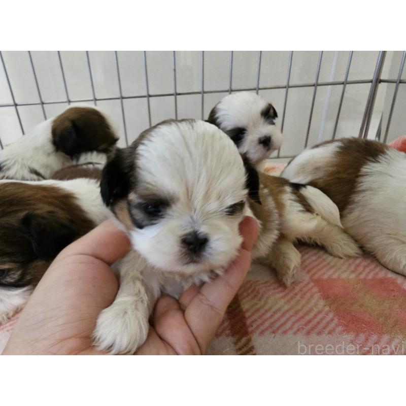 販売中の愛知県のシーズー-422760の5枚目