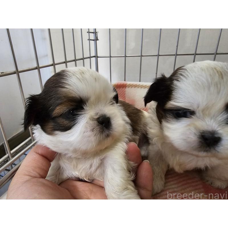 販売中の愛知県のシーズー-422760の4枚目
