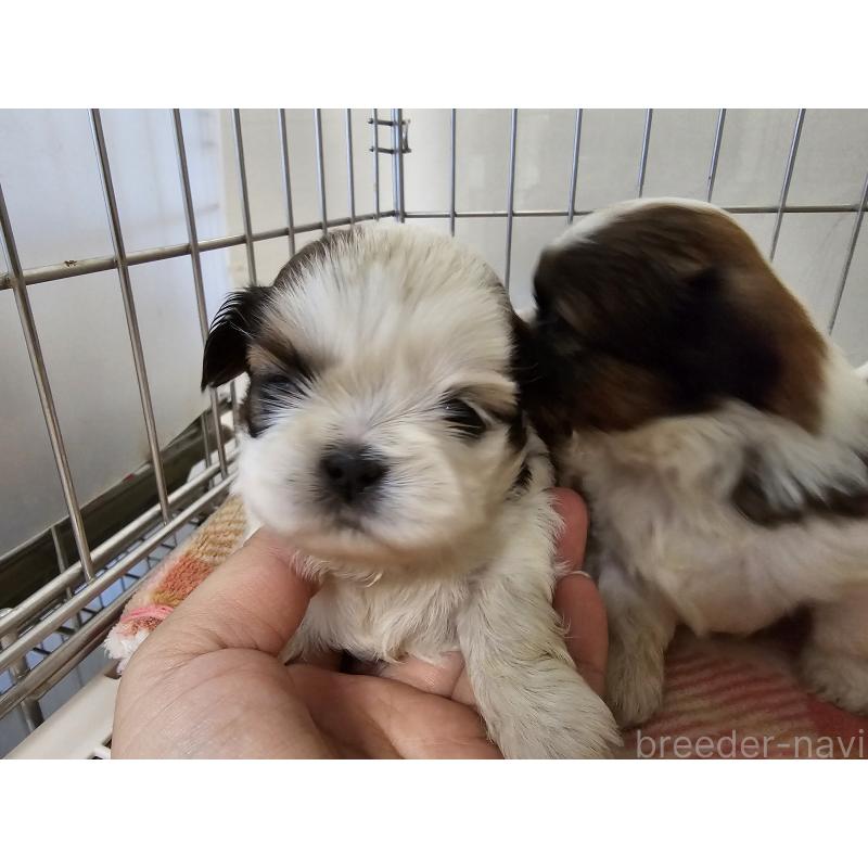 販売中の愛知県のシーズー-422760の3枚目