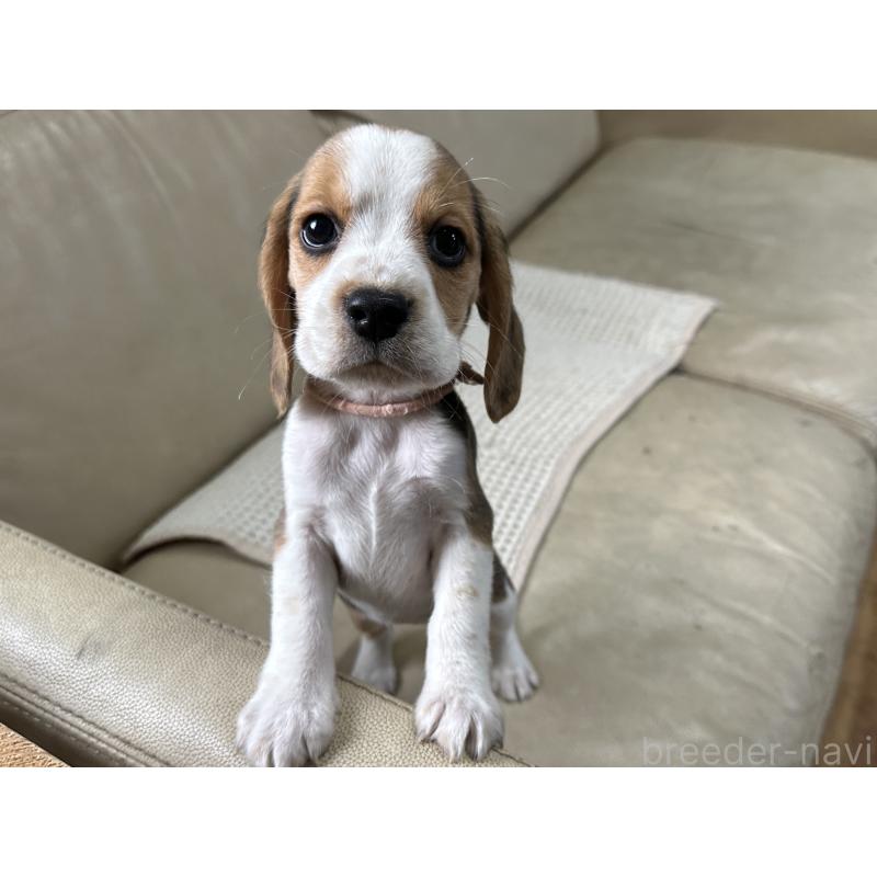 販売中の北海道のビーグル-422762の7枚目