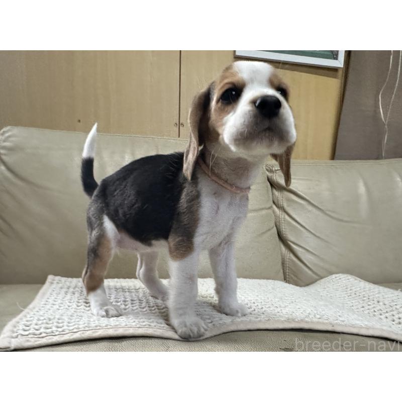 販売中の北海道のビーグル-422762の6枚目