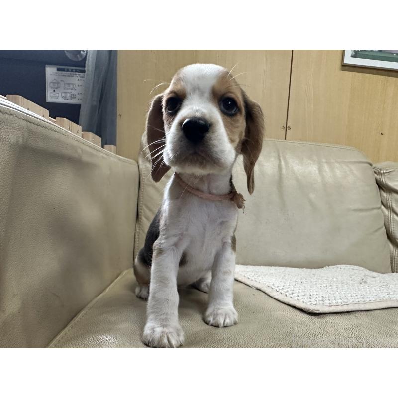 販売中の北海道のビーグル-422762の5枚目