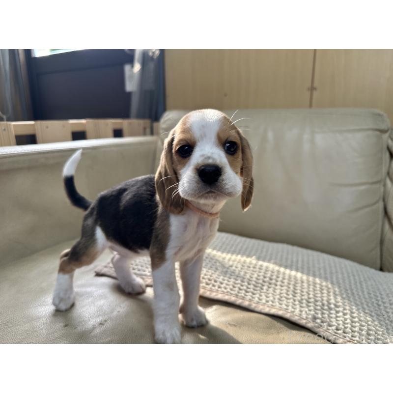 販売中の北海道のビーグル-422762の4枚目