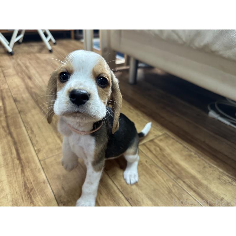 販売中の北海道のビーグル-422762の3枚目