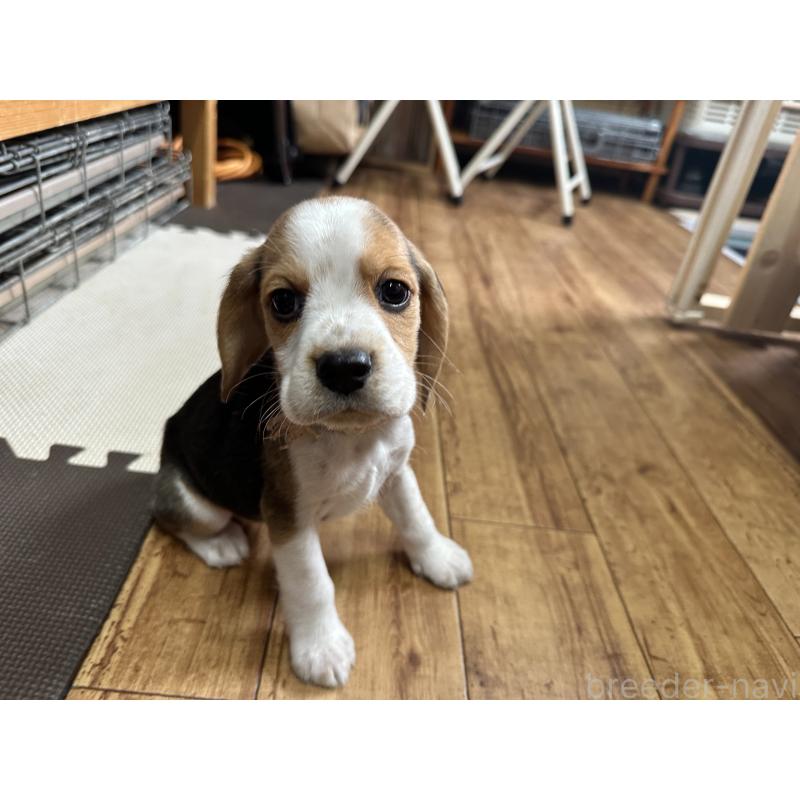 販売中の北海道のビーグル-422762の2枚目