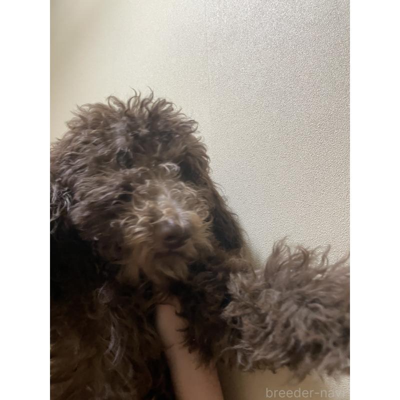 販売中の埼玉県のスタンダードプードル-422763の3枚目