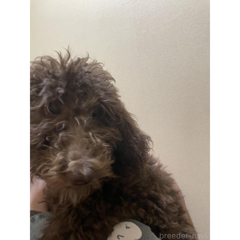 販売中の埼玉県のスタンダードプードル-422763の2枚目