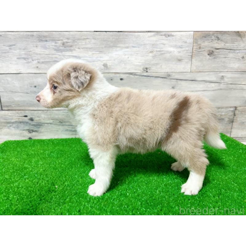 販売中の茨城県のボーダーコリー-421392の2枚目