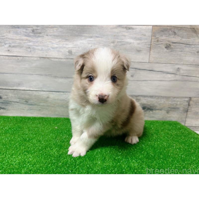 販売中の茨城県のボーダーコリー-421397の3枚目