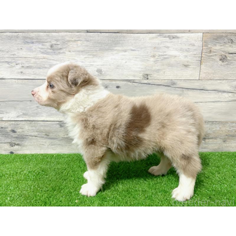 販売中の茨城県のボーダーコリー-421397の2枚目