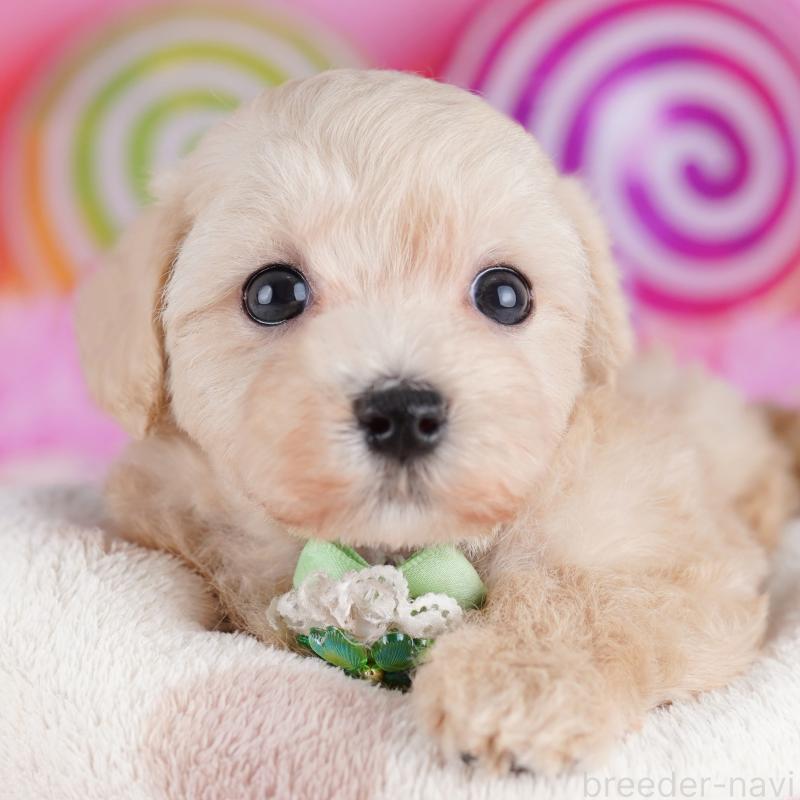 販売中の東京都のマルプー:マルチーズ×トイプードル-423012の9枚目