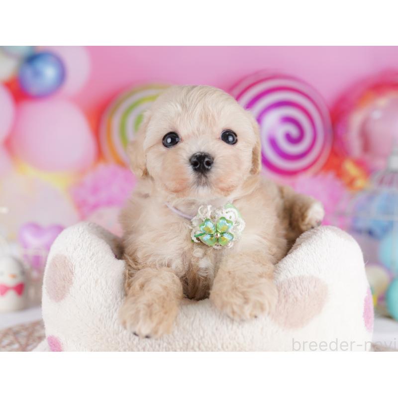 販売中の東京都のマルプー:マルチーズ×トイプードル-423012の7枚目