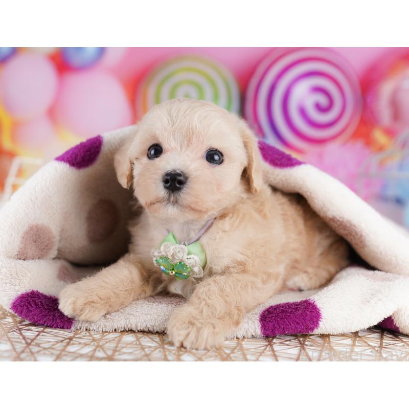 販売中の東京都のマルプー:マルチーズ×トイプードル-423012の6枚目