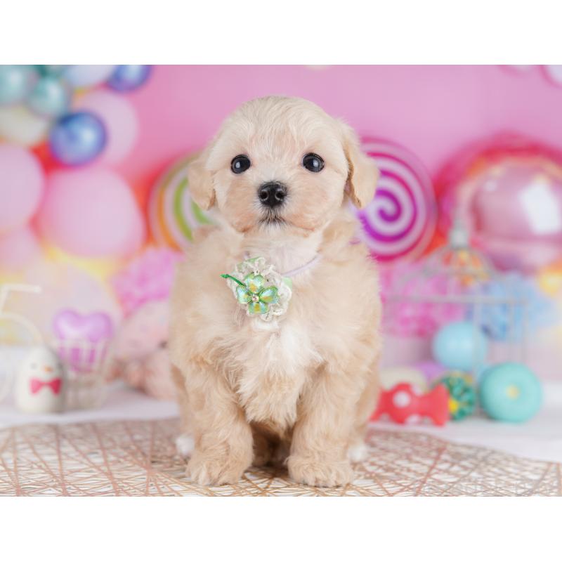 販売中の東京都のマルプー:マルチーズ×トイプードル-423012の4枚目