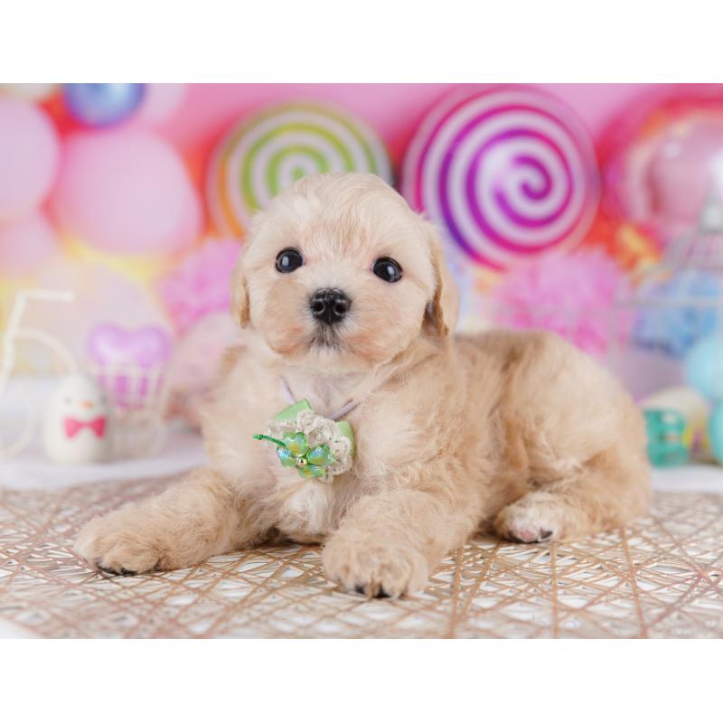 販売中の東京都のマルプー:マルチーズ×トイプードル-423012の3枚目