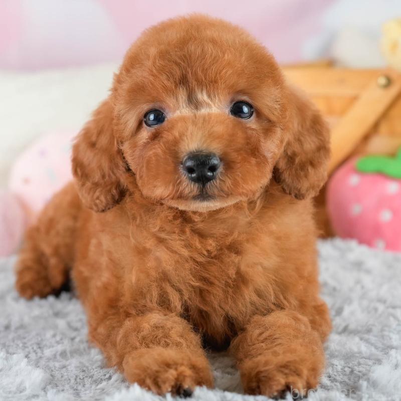 販売中の埼玉県のトイプードル-422765の1枚目