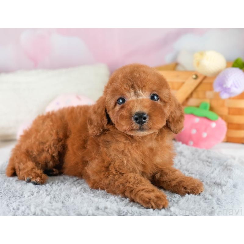 販売中の埼玉県のトイプードル-422765の11枚目